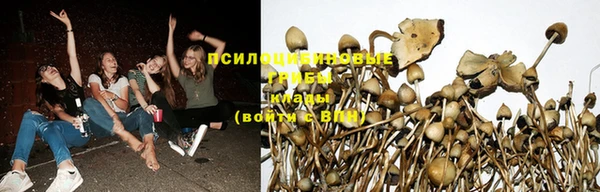стаф Алзамай